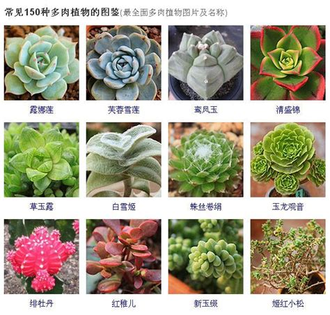 多肉名字|[多肉圖鑑] 多肉植物有哪些？30 個熱門多肉植物品種介紹